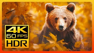 Beautiful Autumn Wildlife in 4K HDR 60fps  Fall Leaves Colors & Relaxing Piano Music