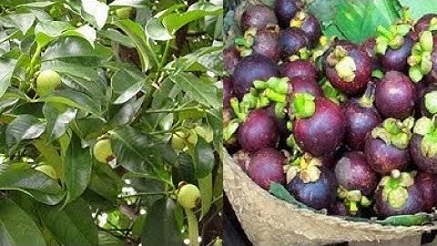 Bán Vườn Măng Cụt Mt Tỉnh Lộ 15 xã An Phú Củ Chi 4500m Giá Rẻ