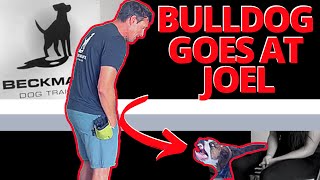 People Aggressive Bulldog Improves Quickly as owner takes control