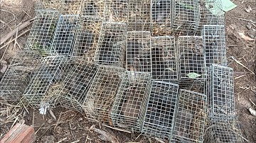 Bẩy chuột cống nhum cập bờ kênh mà dính thế nầy sao không mê #sanbatbatri#