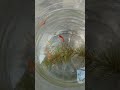 Rad mosko fish.গাপপি মাছ #guppyfish#guppy#fishlover #shorts#yt @fishlover305 @FISHLOVERS2628