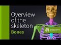 Overview of the skeleton anatomyka app 3d model