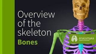 Overview of the skeleton (Anatomyka app 3D model)