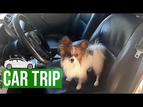 Percy Goes On a Road Trip // Percy the Papillon Dog