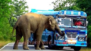 Elephant trunk in Yala National Park