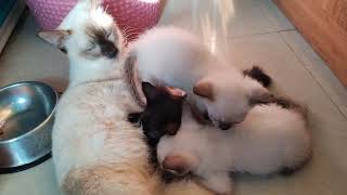 Pusang Ina nagpapadede / Mama cat breastfeeding #goodvibes #simplengbuhay #pets #cats #trending