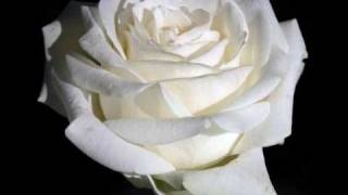 Miniatura de vídeo de "Belije rosi"