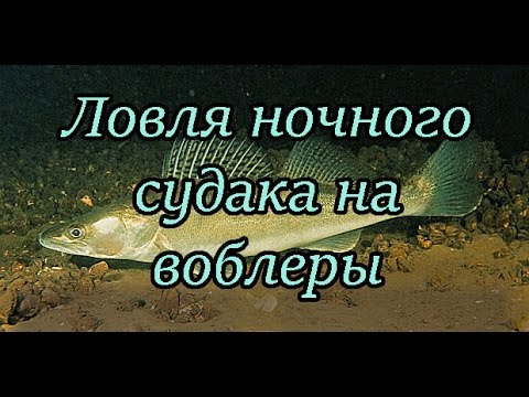 Ловля ночного судака на воблеры