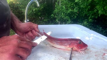 How to fillet Gurnard / Sea Robin