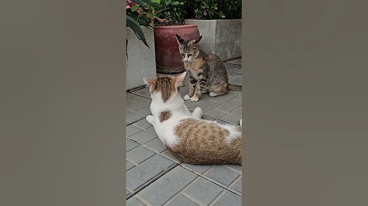 Video 5079211: cat cutecat pets funnycats, meow kitty cutecat funny, pets funnycat cutecat animal, cutecat funny kittycat, little pets funny animals, best funny cats dogs, enjoy best funny cats