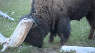 Yellow Stone Close-up with the Buffalo