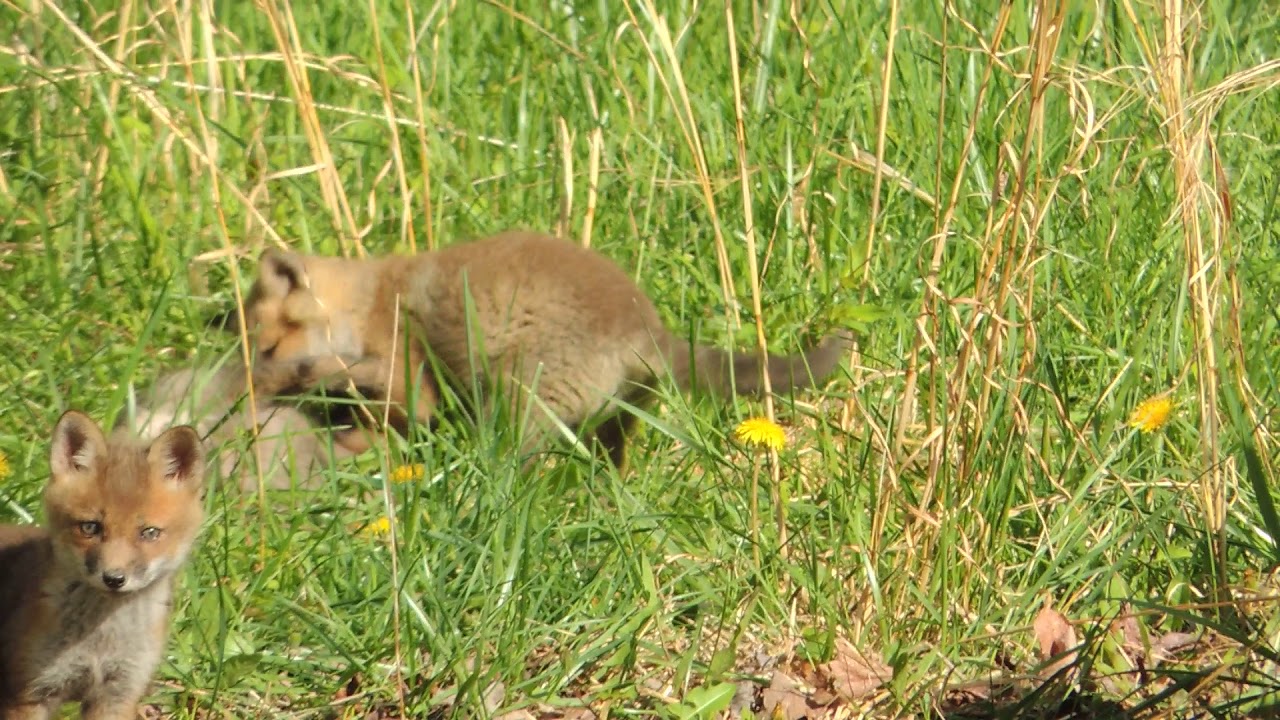 maryland board of nursing Animal Encounters at Marshy Point: Baby Foxes