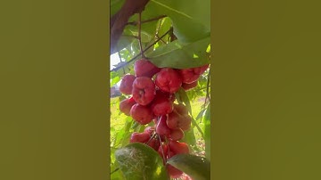 Thumbnail of Plum Tree #Shorts