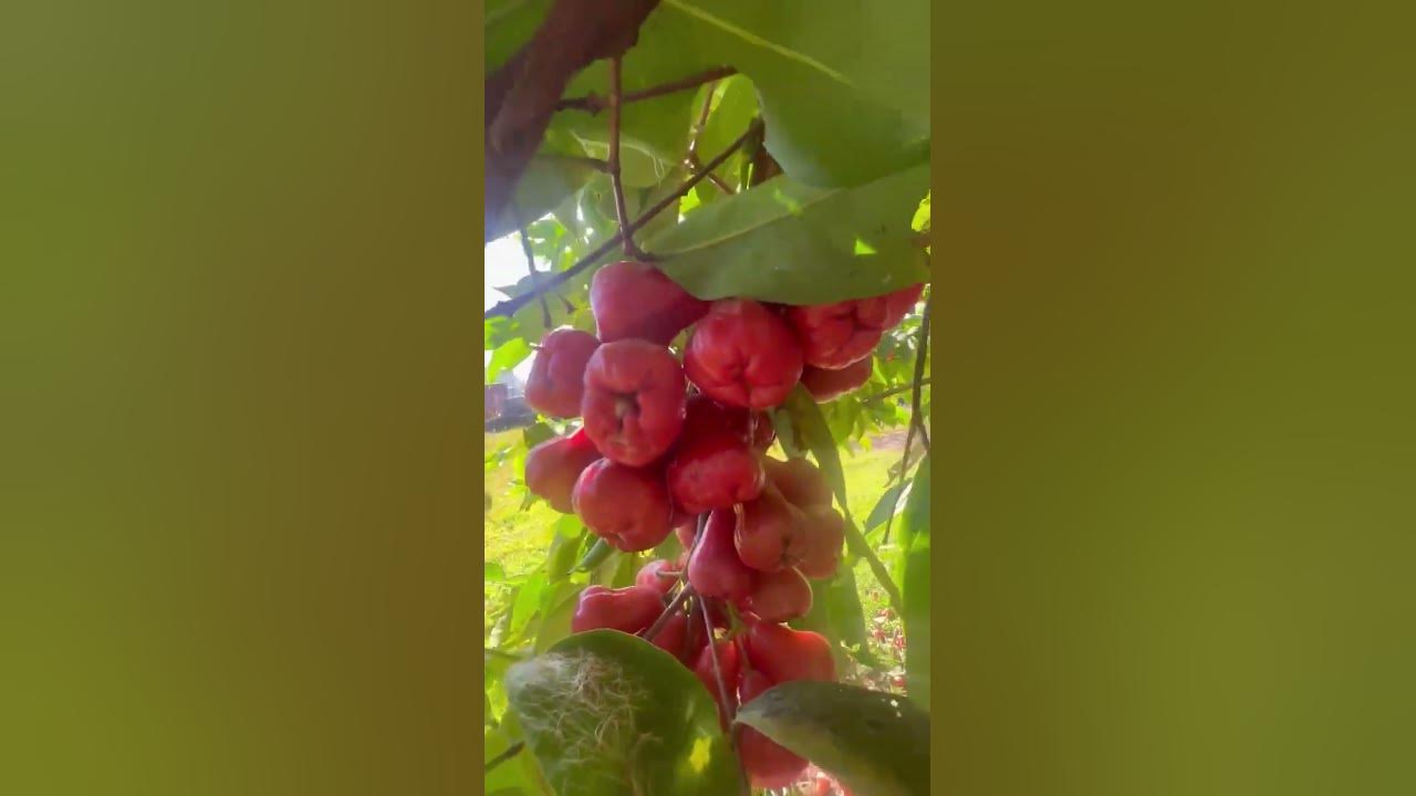 Plum Tree #Shorts