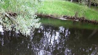 Tenkara USA Amago First BIG TROUT Part 1 Tenkara USA Amago First BIG TROUT Part 1