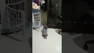 Selamat Siang #shorts #shortvideo #shortsfeed #cutedog #shortsviral #thekingdomofmaltipoo