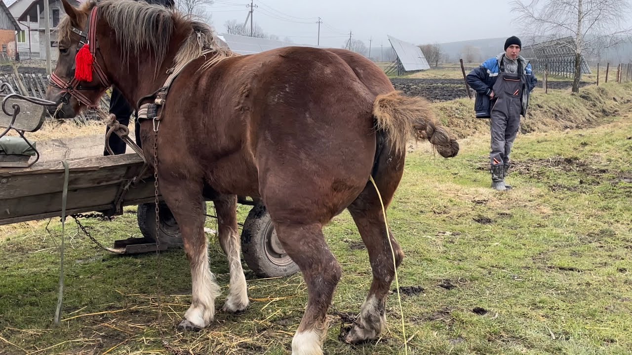 🥰Алан дає жару.Жеребець 💣кобила Зірка.Сезон розпочато💪🥳