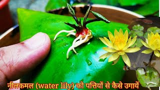 How To Grow Waterlily From Leaf #Waterlily Leaf Propagation At Home (With Updates)