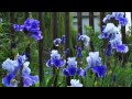 Perennial Plants Perennial Plants