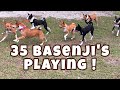 35 Basenji’s Playing! || South Florida Basenji Meetup の動画、YouTube動画。