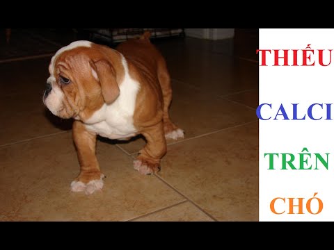 Các triệu chứng thiếu canxi ở chó và cách điều trị ra sao?