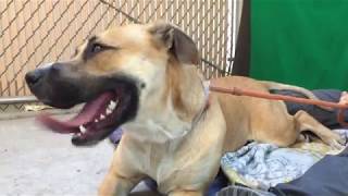 Celebrity A5328458 Princess | Pitbull/German Shepherd Mix Net Worth