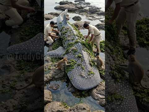 Special Thanks to these clever monkeys, Indian rescuers saved a stranded whale shark just in time!