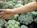 Cactus : Lophophora