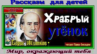 Храбрый утёнок — Борис Житков — читает Павел Беседин Храбрый утёнок — Борис Житков — читает Павел Беседин