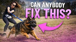 My Wife Fixed This Dog’s Pulling in 10 Minutes (No Experience)