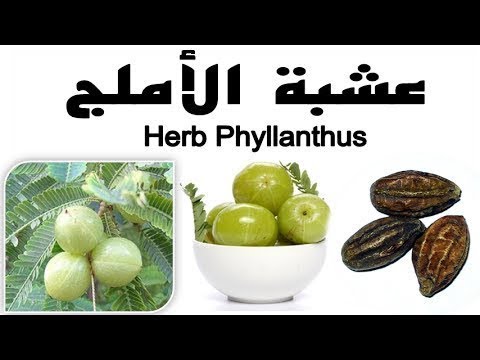 املا او الاملاج طرق تكاثر وفوائدة الطبية Amla حلقة 137 Youtube