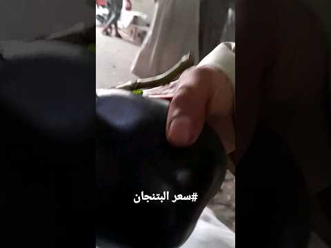 سعر البتنجان في سوق العبور