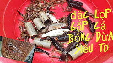 Đặc lợp cá bóng dừa miền tây và bài mồi hiệu quả ... hướng dẫn đặc lợp "Tâm vlong miền tây"