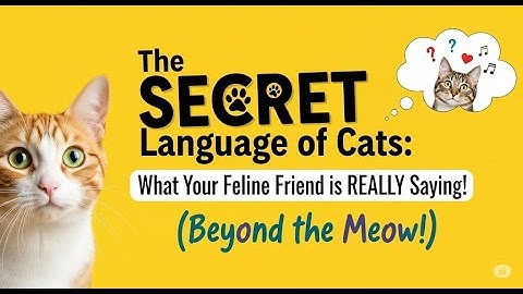 The SECRET Language of Cats: What Your Feline Friend is REALLY Saying! (Beyond the Meow!)