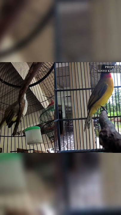 adu gacor Trucukan vs kutilang emas #shorts