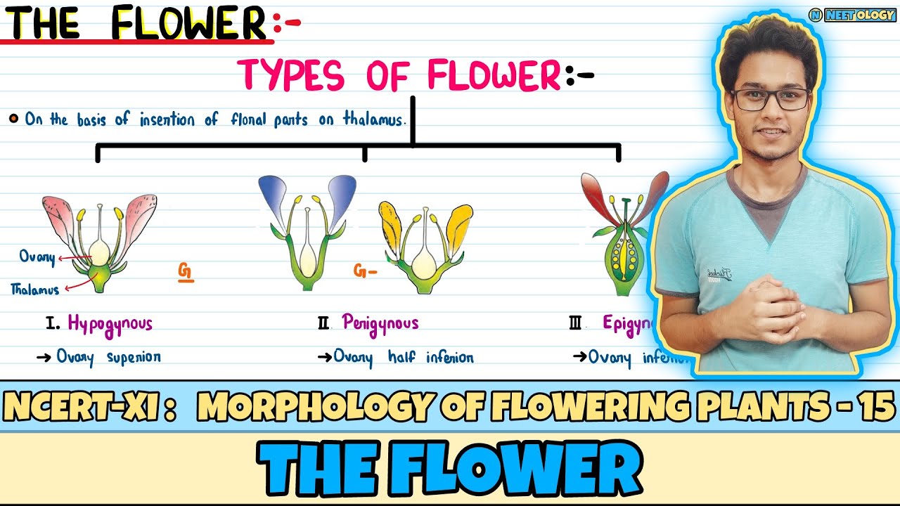 Morphology of Flowering Plants| Lec 15- The Flower| Class 11| NEET| Neetology