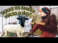 WHAT DO 25 SHEEP EAT IN A DAY and $$ how much does it cost??