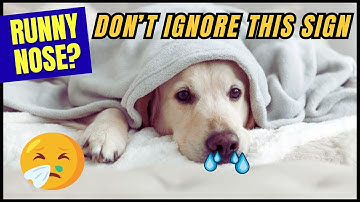 What to Do if Your Dog Has A Runny Nose? Expert Tips