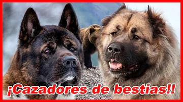 ¿A qué perros temen los osos?