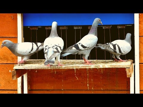 How to make Pigeon trap door