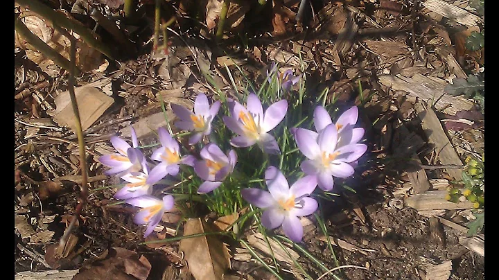 "Once, in Early Spring." Music by Catherine Nevill...