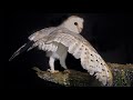 Barn Owl Enjoys Rain Shower | Gylfie &amp; Dryer | Robert E Fuller