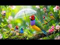 Instant Peace of Mind 🎹 Relaxing Piano Music for Healing 🐦 Calm Nature Sounds for Stress Relief
