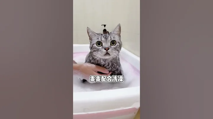 怎麼會有洗澡這麼乖的小貓咪？ #shorts #湯圓 #貓咪 #美短 - 天天要聞