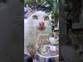 Le nouveau gadget préféré de mon chat ? Mon food truck télécommandé ! 🏎️🐈 #chats #réaction #drôle