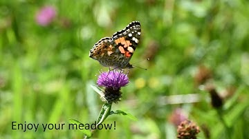 Creating a wildflower meadow