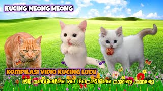 Kucing meong meong || kucing lucu || kompilasi video kucing lucu || lagu Dj marhaban ya ramadhan