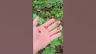 5 of stink bugs #insects #stinks