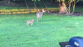 Tiny Fawn and Momma Deer