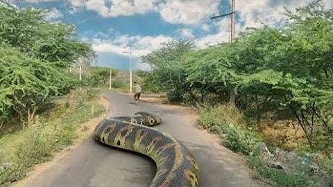 Anaconda Snake Attack On Village boy in Forest|| playing game| Snakes video | anaconda 